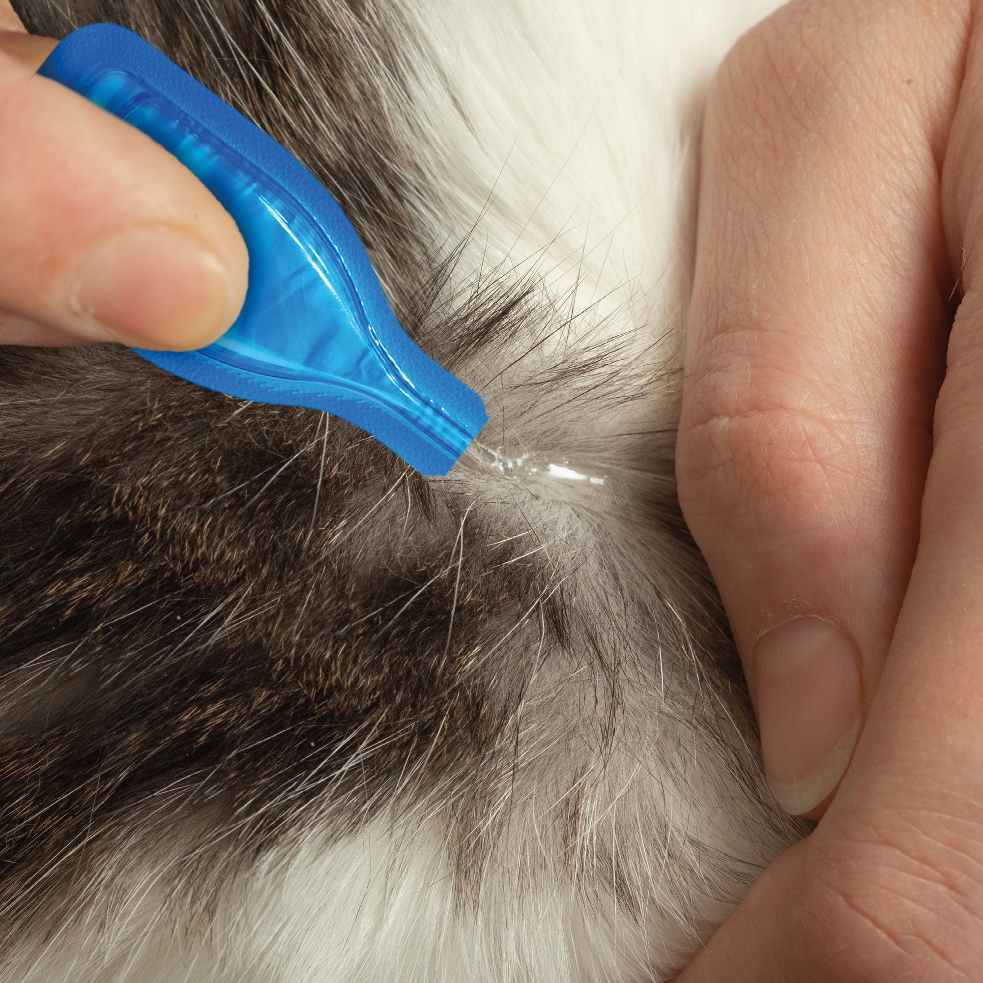 Beaphar FIPROtec Spot On Cat 6 Pipettes