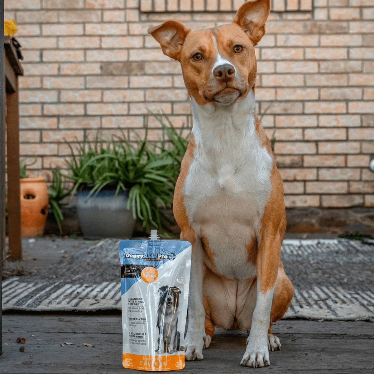 DoggyRade Pro Isotonic Fluid Support Drink for Pet Dogs 500ml