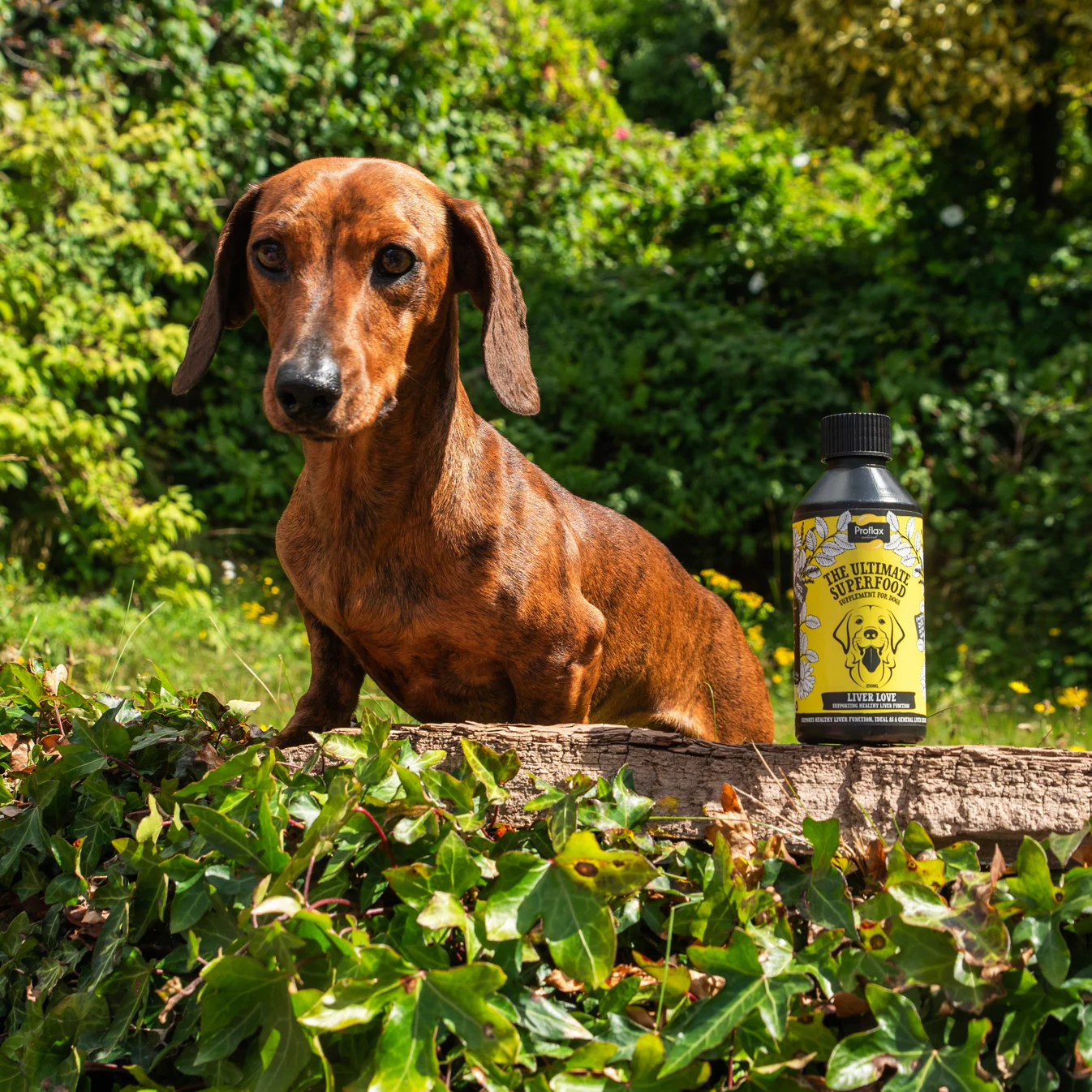 Proflax Liver Love Supplement